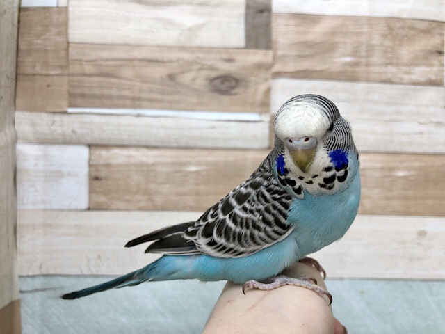 ジャンボセキセイインコ