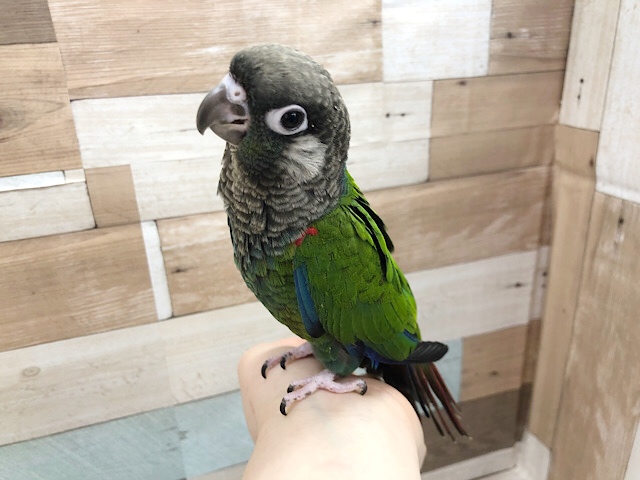 アオシンジュウロコインコ　