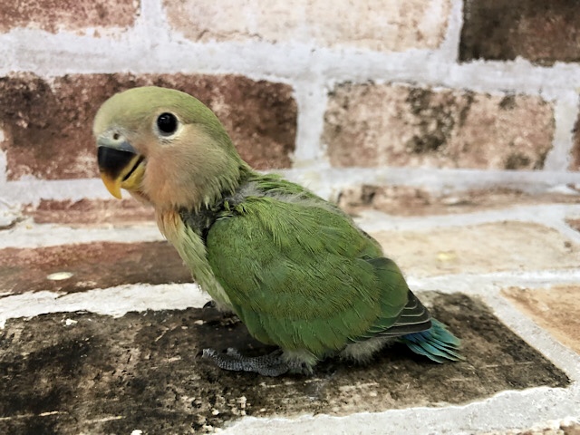 コザクラインコ（小桜インコ）