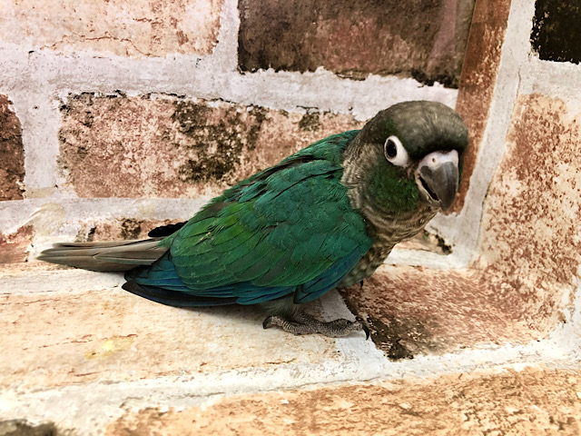 ホオミドリウロコインコ