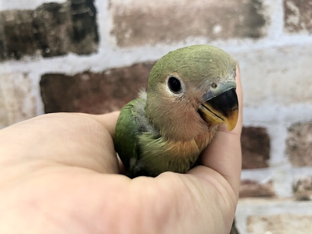 コザクラインコ（小桜インコ）