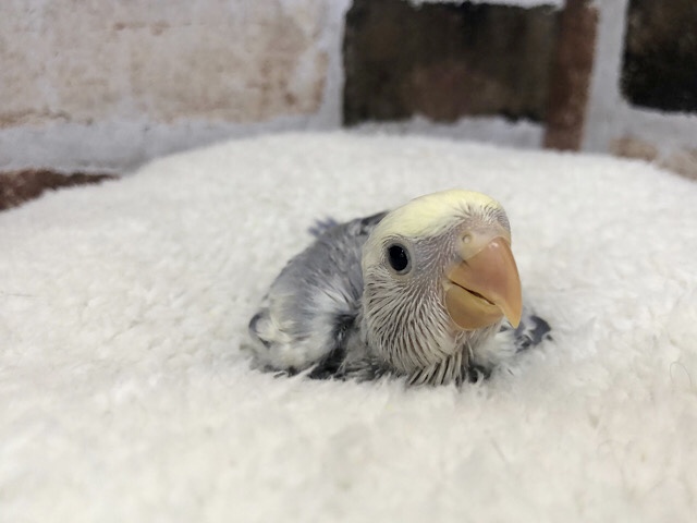 ワタワタが迷子…??コザクラインコヒナ(ホワイトフェイス コバルトパイド) コザクラインコ(小桜インコ)