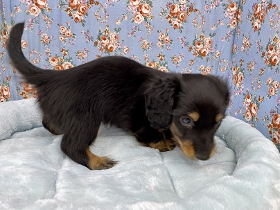 ミニチュアダックス