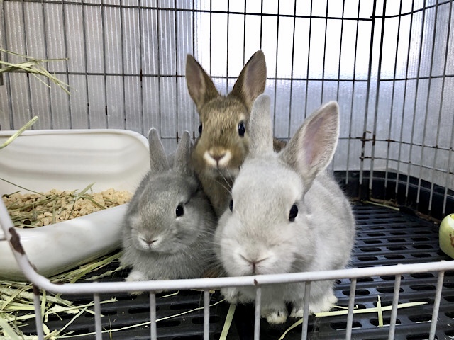 ネザーランドドワーフ