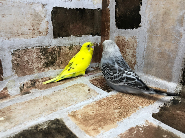 ジャンボセキセイインコ