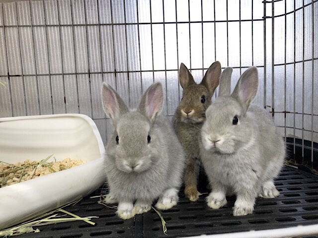 ネザーランドドワーフ