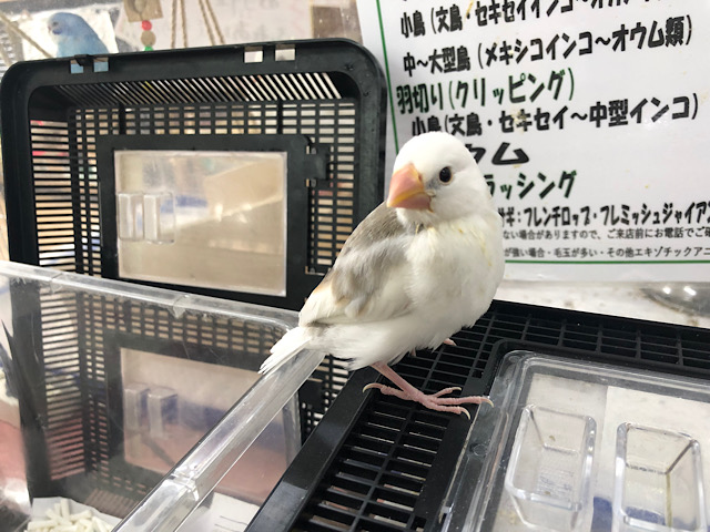 白文鳥
