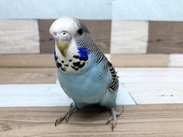 ジャンボセキセイインコ