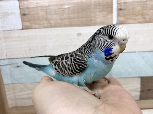 ジャンボセキセイインコ