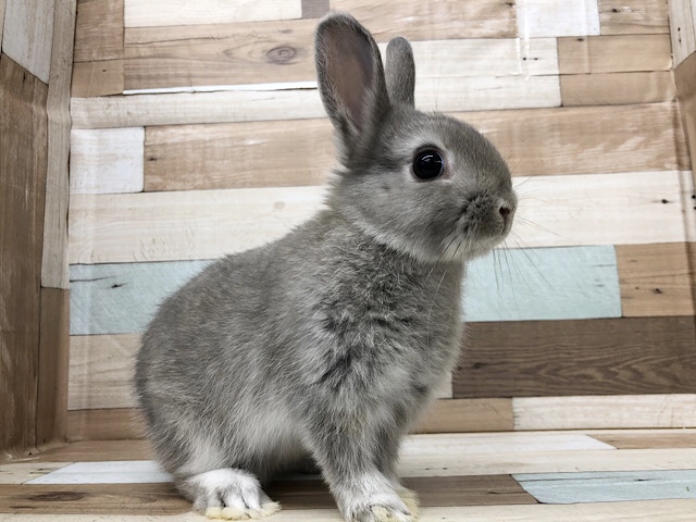 ネザーランドドワーフ