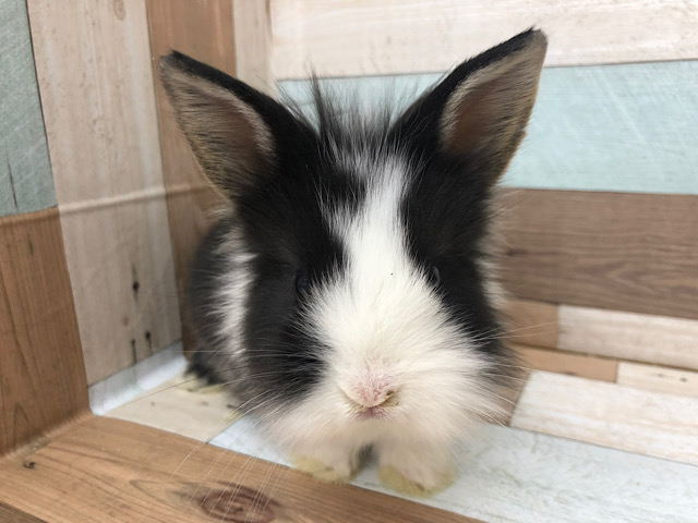 ライオンラビット