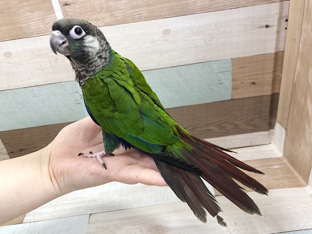 アオシンジュウロコインコ　