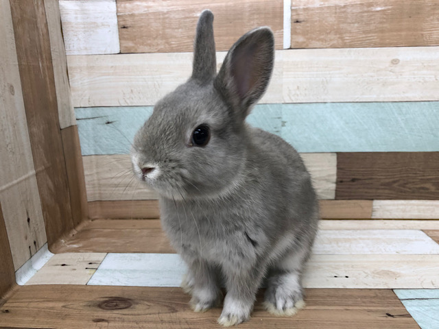 ネザーランドドワーフ