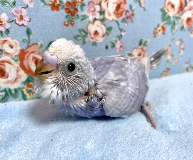 セキセイインコ ライラック 2月2日 セキセイインコ