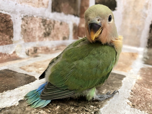 コザクラインコ（小桜インコ）