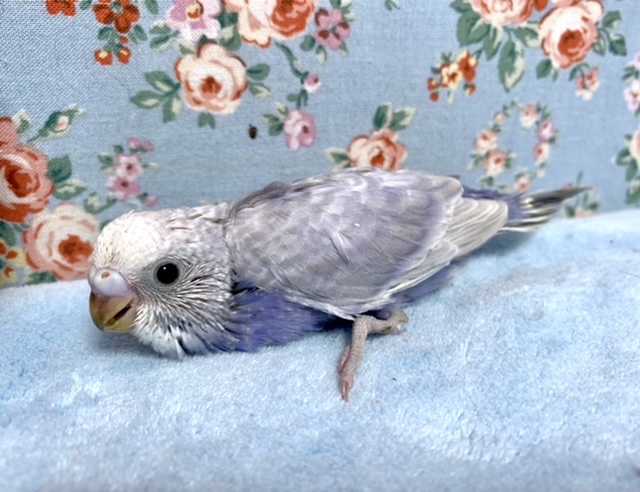 セキセイインコ ライラック 2月2日 セキセイインコ