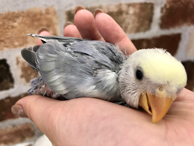ワタワタが迷子…??コザクラインコヒナ(ホワイトフェイス コバルトパイド) コザクラインコ(小桜インコ)