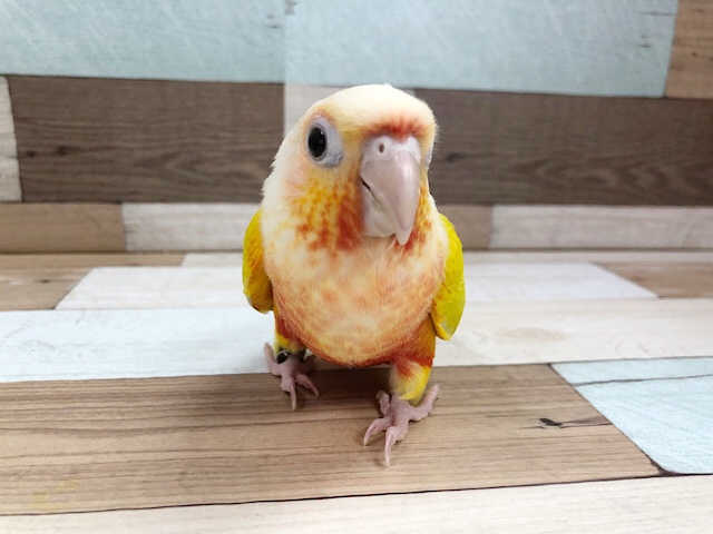 ホオミドリウロコインコ