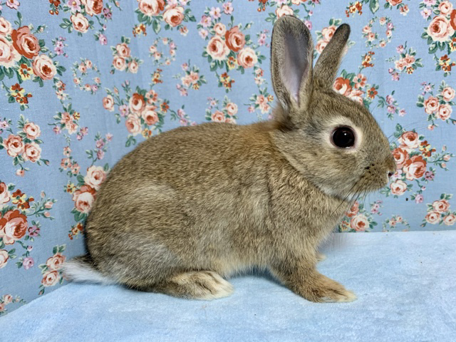 ネザーランドドワーフ