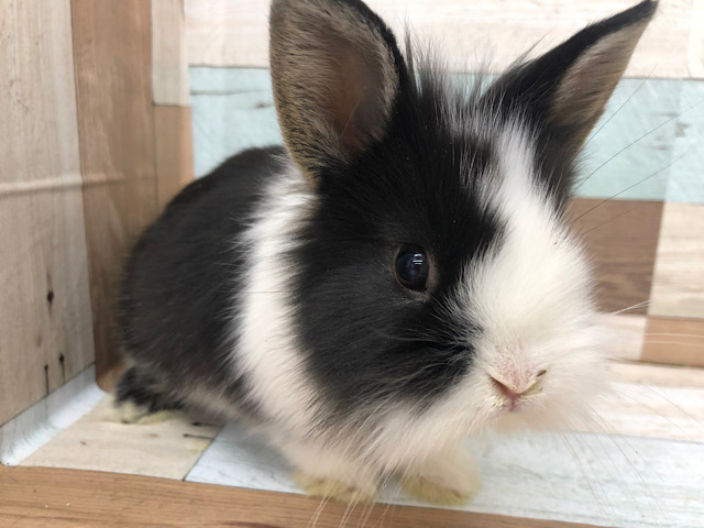 ライオンラビット