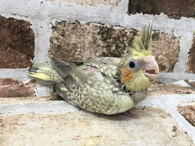 オカメインコ