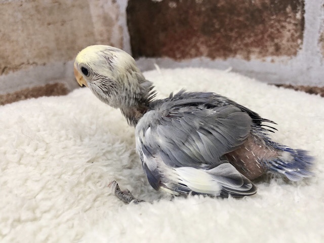 ワタワタが迷子…??コザクラインコヒナ(ホワイトフェイス コバルトパイド) コザクラインコ(小桜インコ)