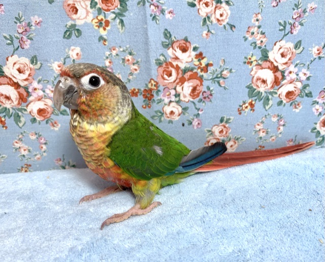 ホオミドリウロコインコ