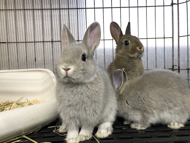 ネザーランドドワーフ