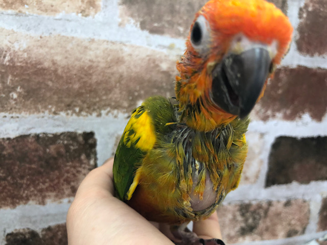 コガネメキシコインコ