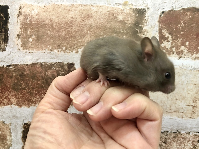 ゴールデンハムスター