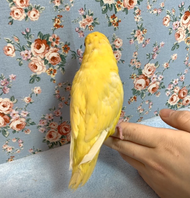 サザナミインコ
