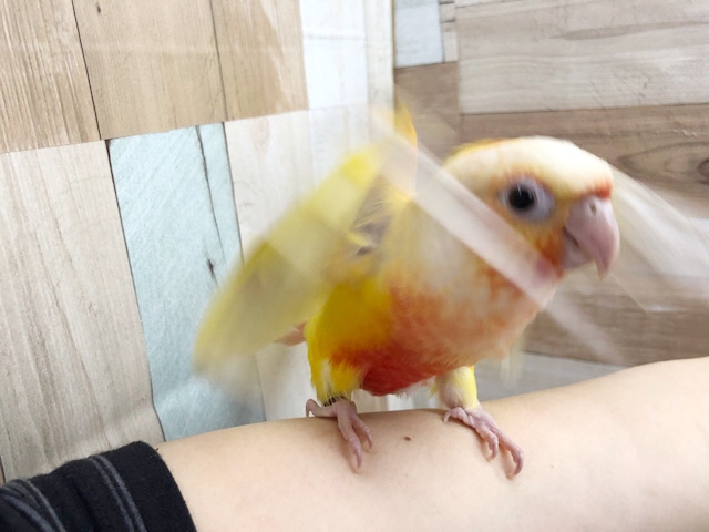 ホオミドリウロコインコ