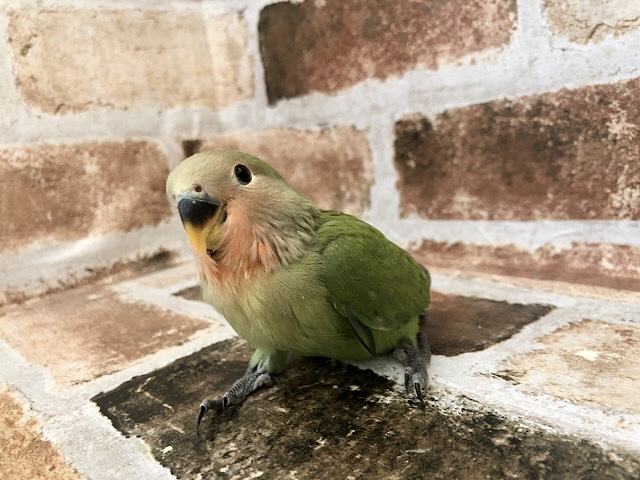 コザクラインコ（小桜インコ）