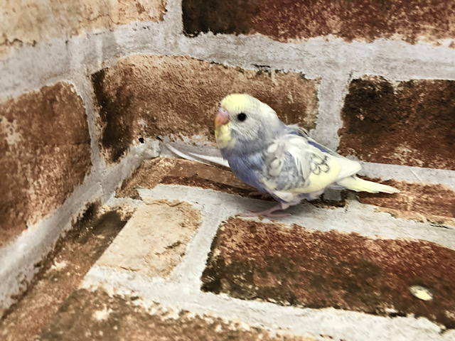 羽衣セキセイインコ