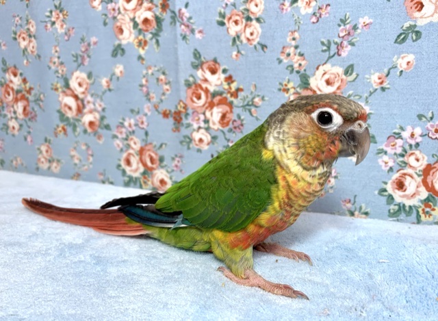 ホオミドリウロコインコ