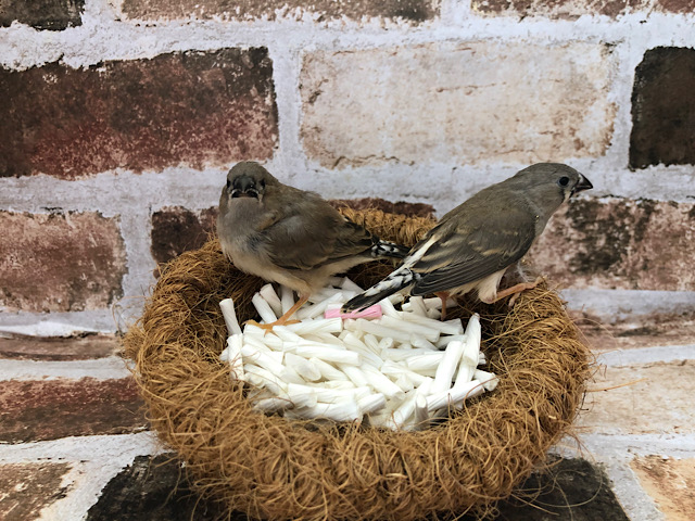 錦花鳥（キンカチョウ）