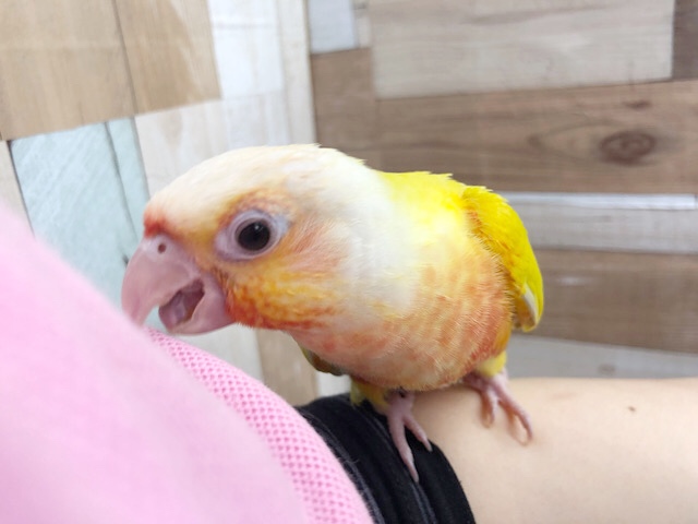 ホオミドリウロコインコ