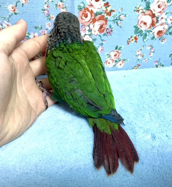 アオシンジュウロコインコ　
