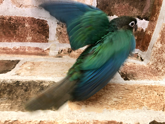 ホオミドリウロコインコ