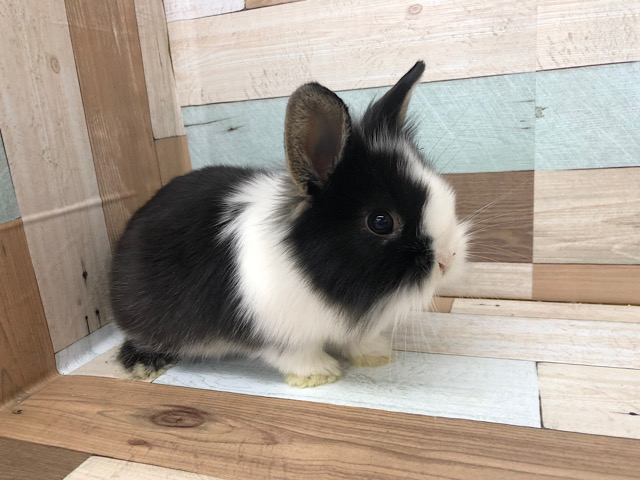 ライオンラビット