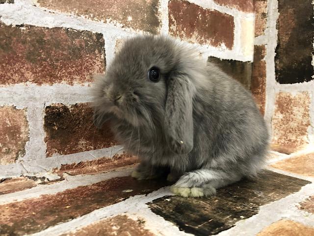 ロップイヤーラビット