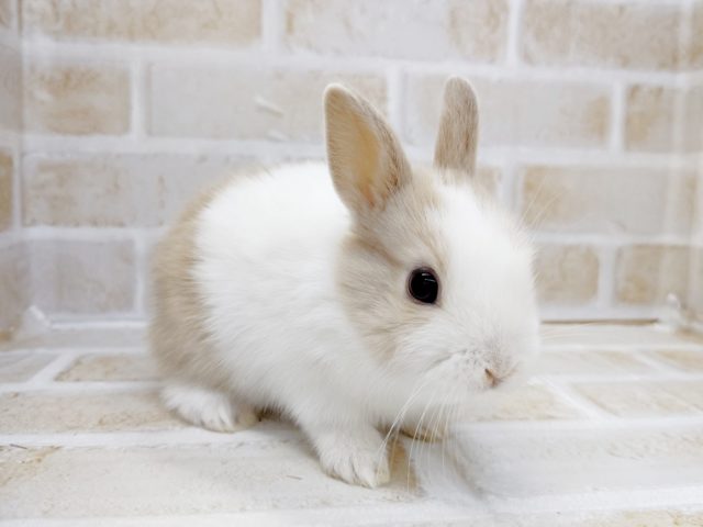 ネザーランドドワーフ