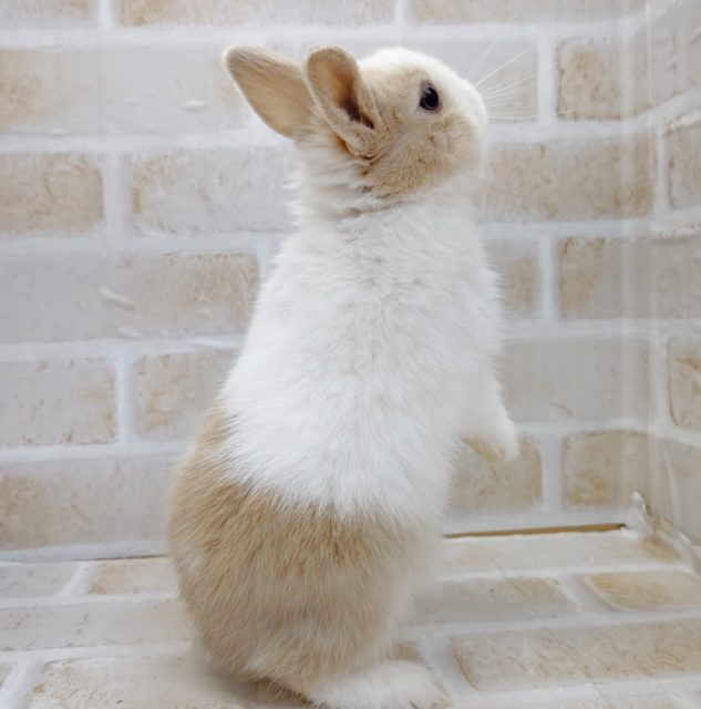 ネザーランドドワーフ