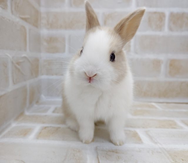 ネザーランドドワーフ