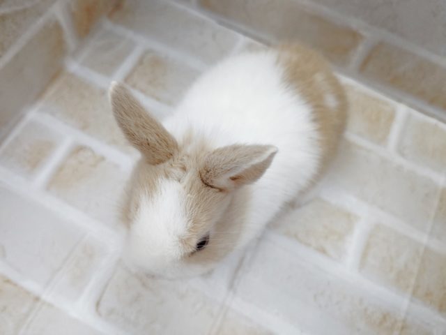 ネザーランドドワーフ