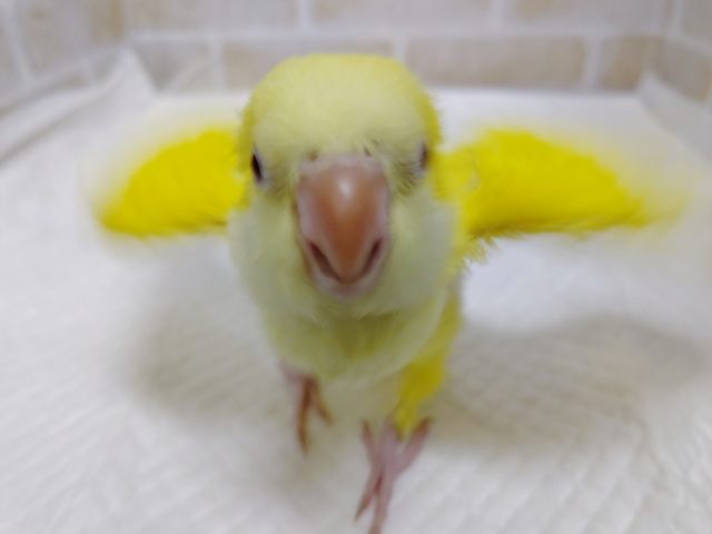 オキナインコ