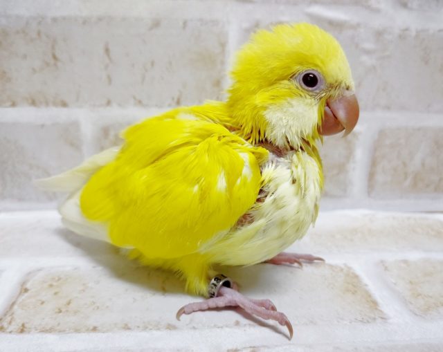 オキナインコ