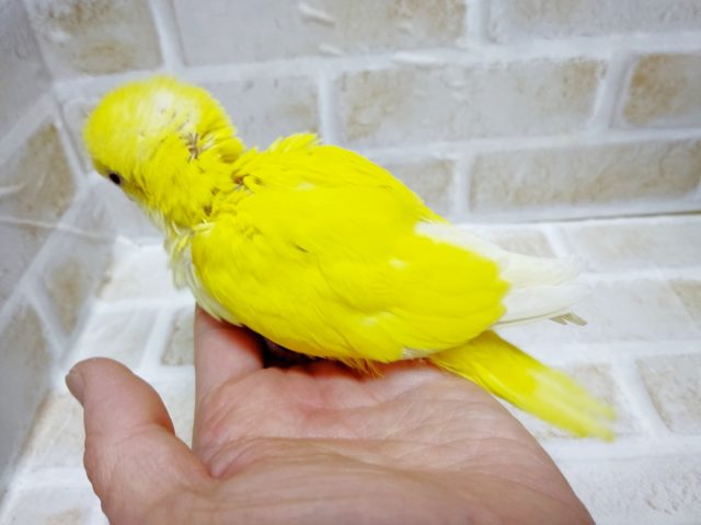 オキナインコ