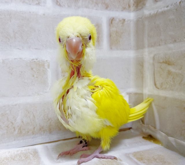 オキナインコ