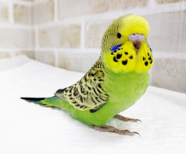 ジャンボセキセイインコ